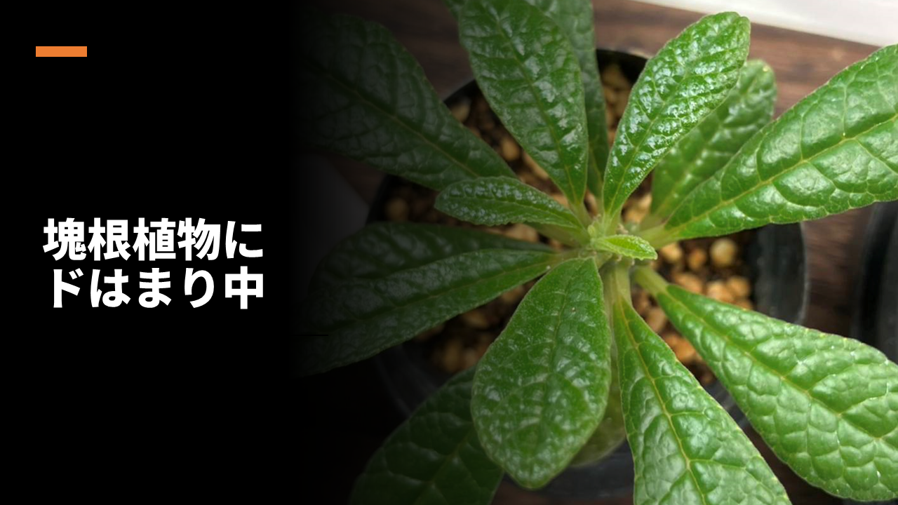 新たな趣味「塊根植物（コーデックス）」 | 山本エクスペリエンス