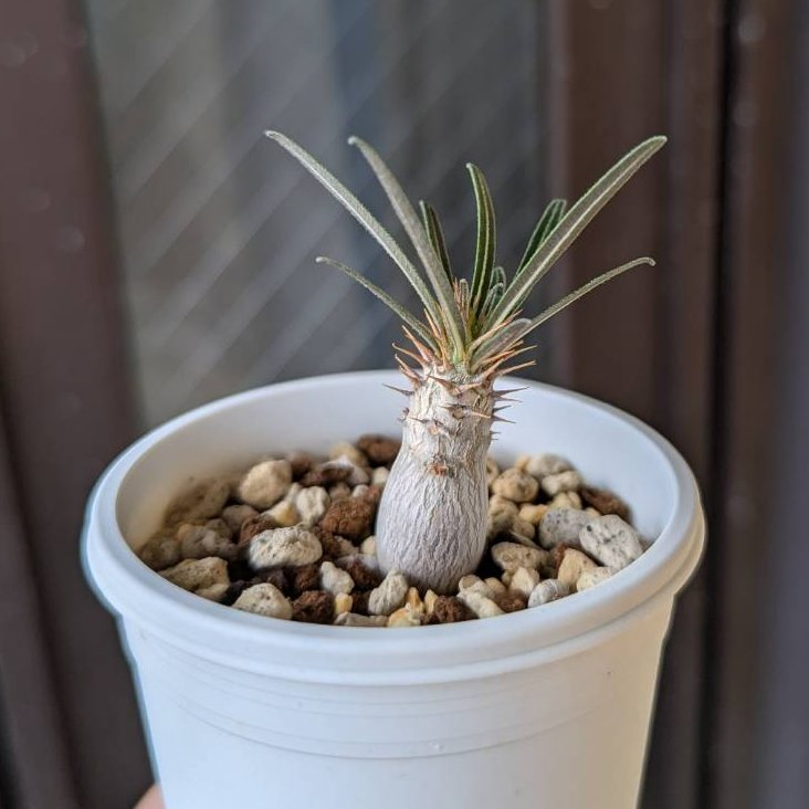 塊根植物の土2L 花ごころ なく コーデックス パキポディウム グラキリス