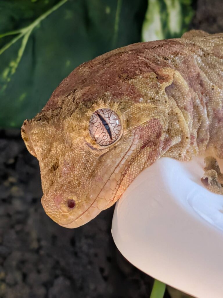 マモノミカドヤモリ
チャホア
チャホウア