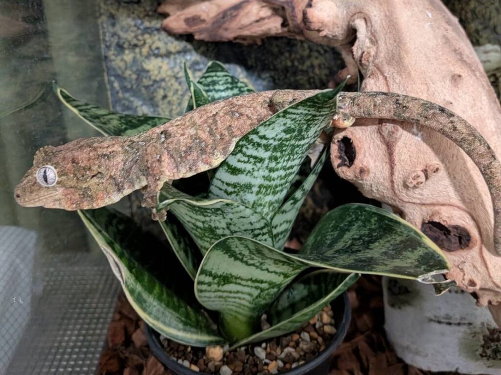 マモノミカドヤモリ
チャホア
チャホウア