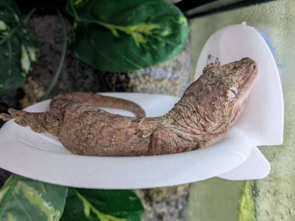 マモノミカドヤモリ
チャホア
チャホウア