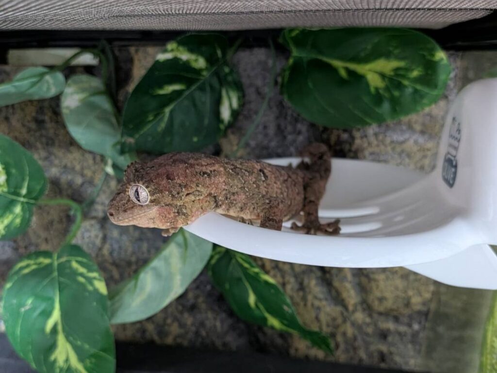 マモノミカドヤモリ
チャホア
チャホウア