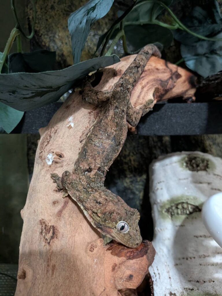 マモノミカドヤモリ
チャホア
チャホウア