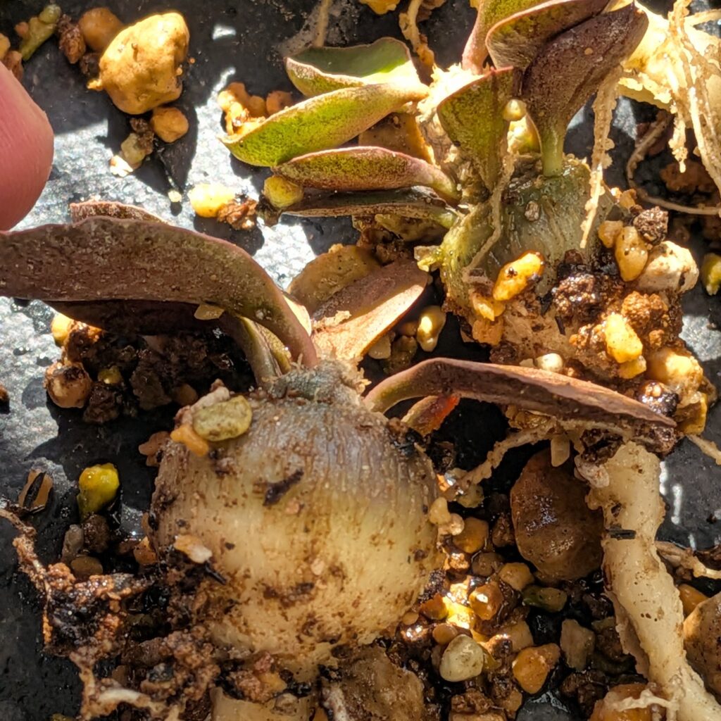 アンボボンベンシスの実生