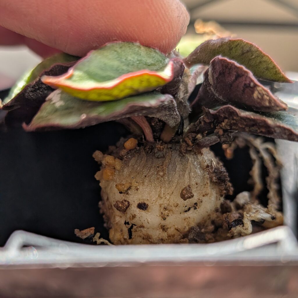 アンボボンベンシスの実生