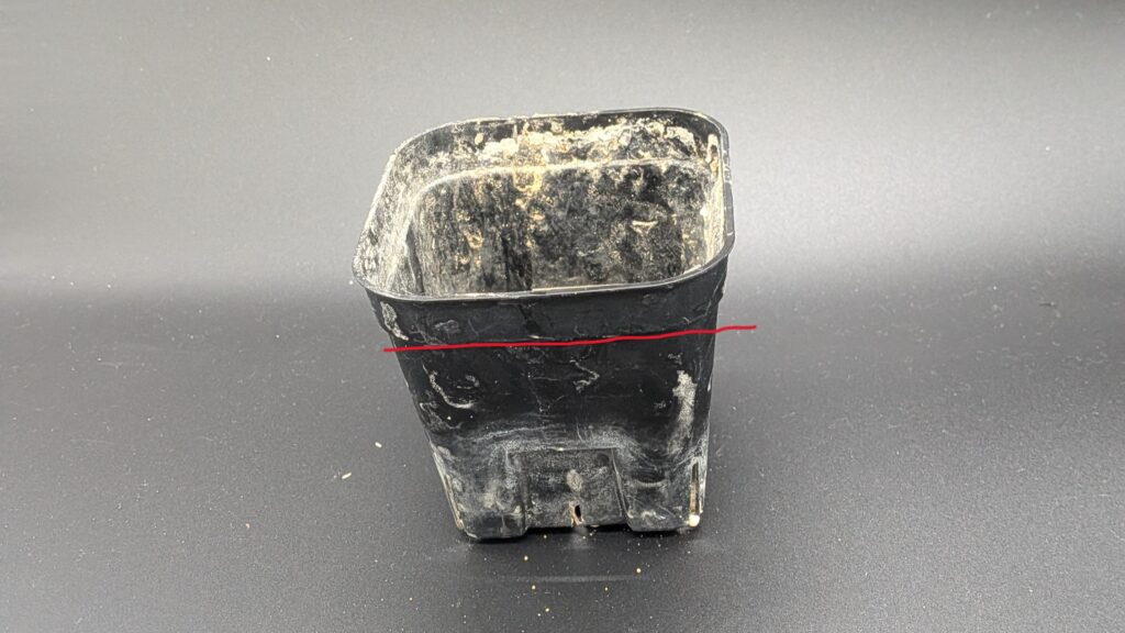 アンボボンベンシスの実生