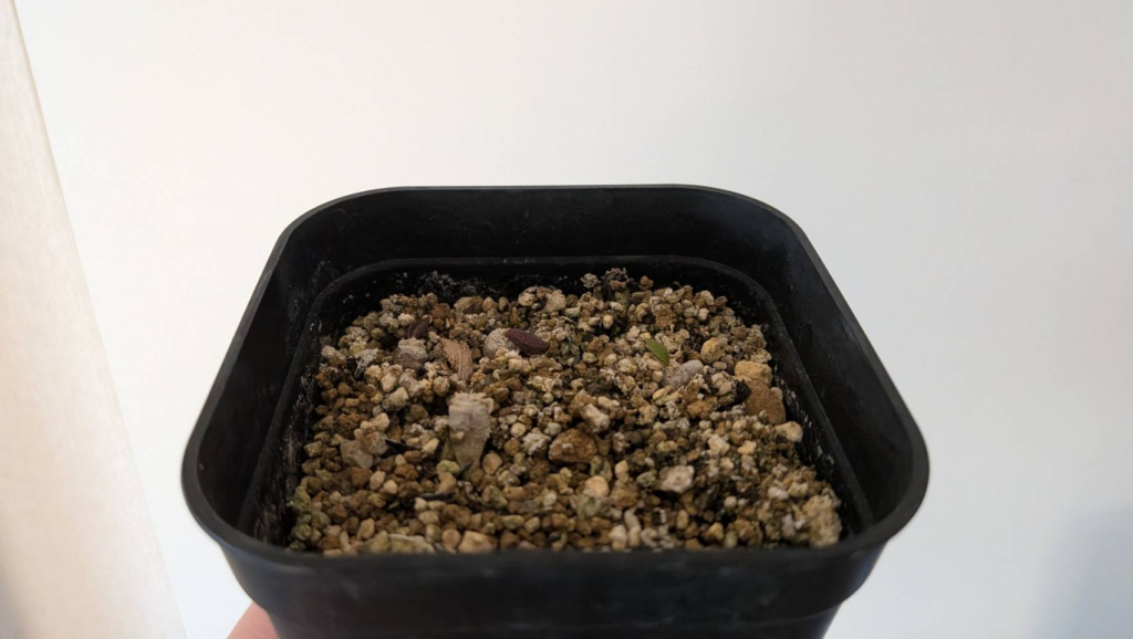 アンボボンベンシスの実生