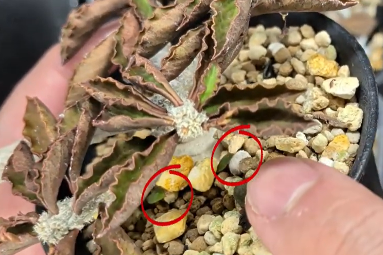 アンボボンベンシスの実生