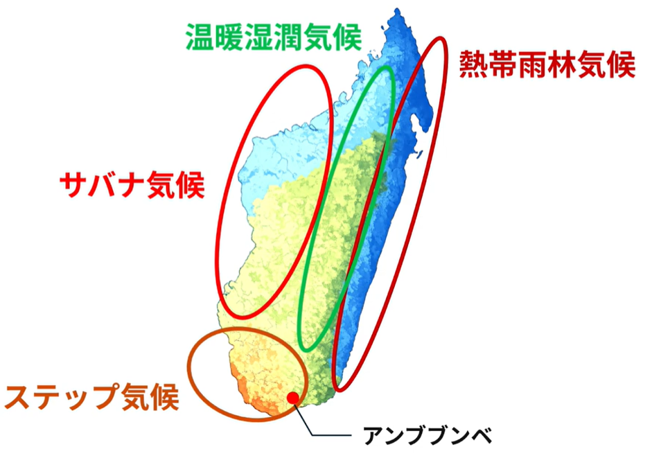 アンボボンベンシスの実生